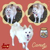Candy
