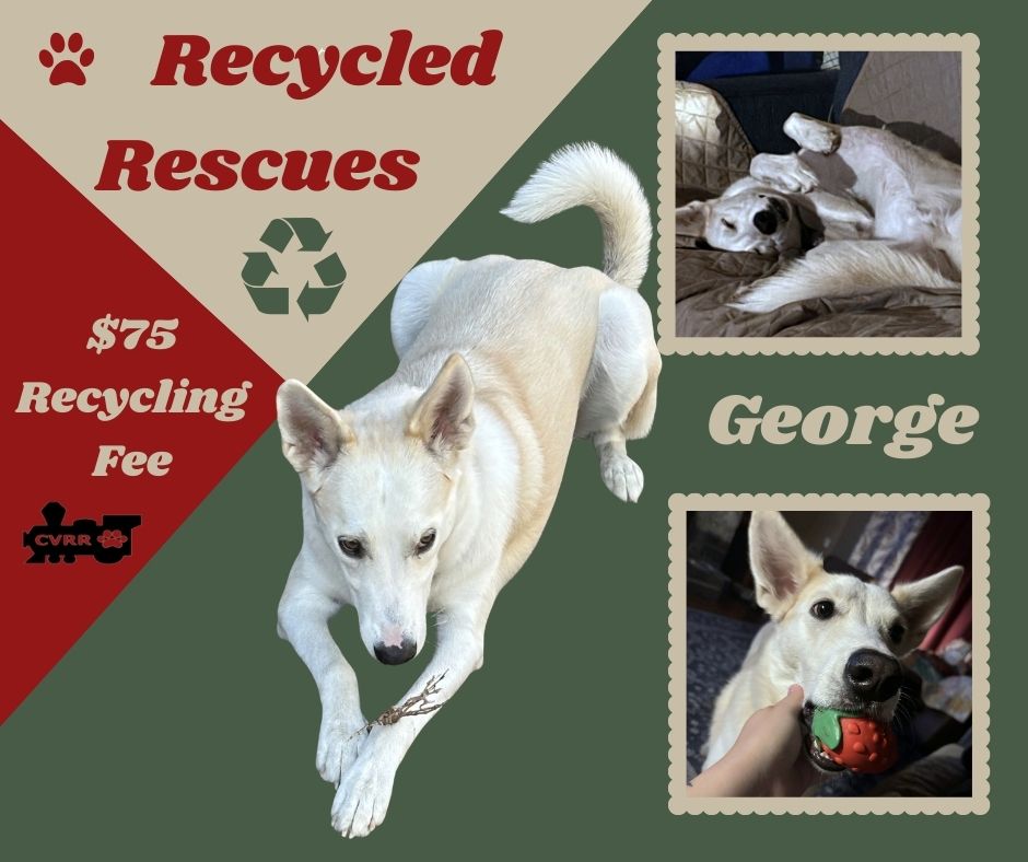 George (recycle)