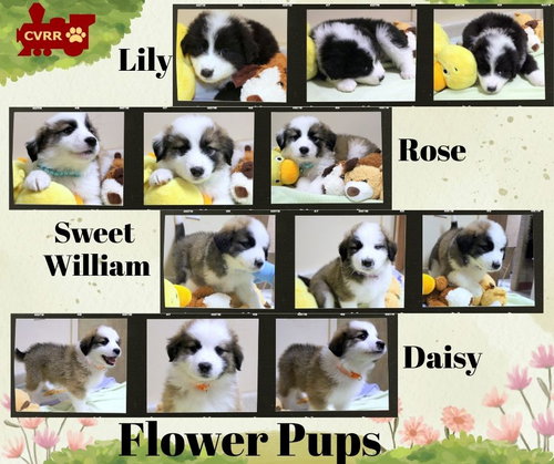 Flower Pups (Puppy)