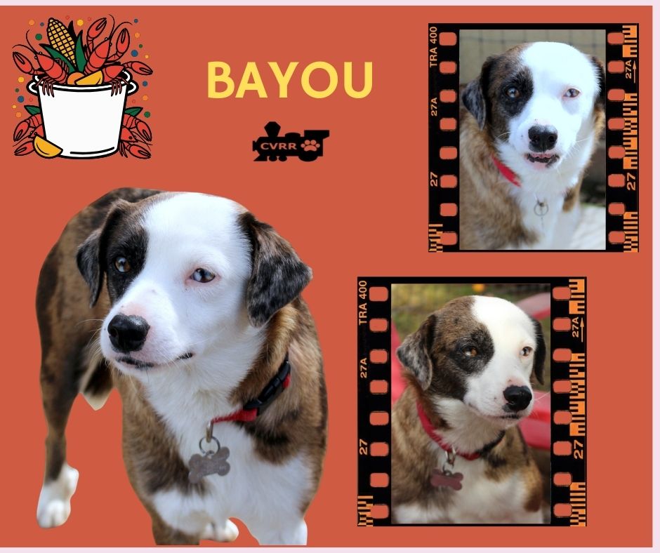 Bayou