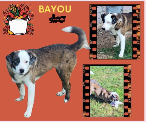 Bayou