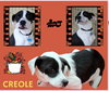 Creole