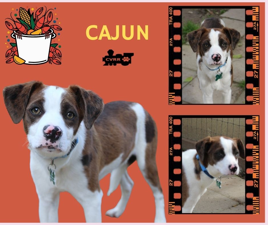 Catahoula Leopard Dog