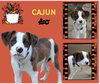 Cajun
