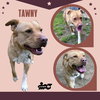 Tawny