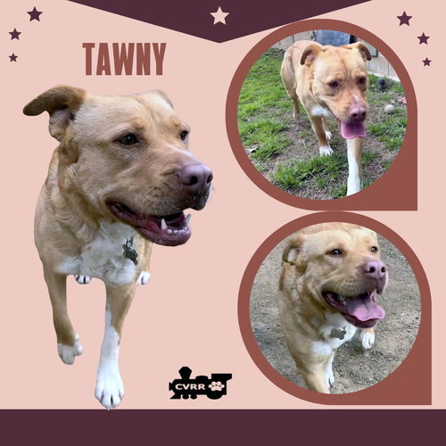 Tawny