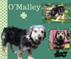 O'Malley