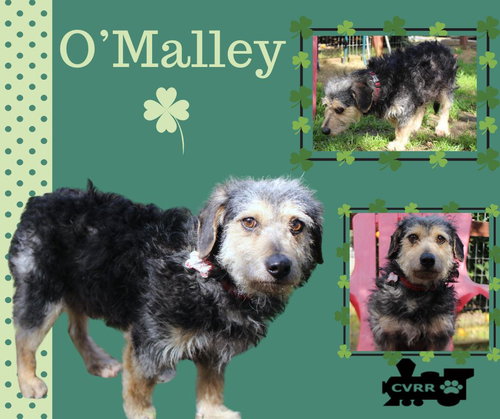 O'Malley