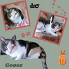 Goose (Cat)