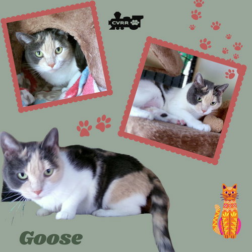 Goose (Cat)