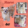Maeve