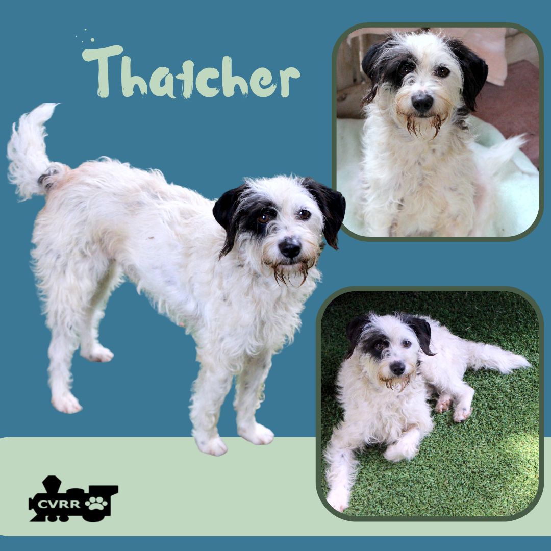 Terrier