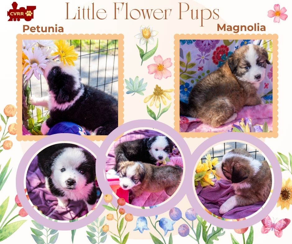 Little Flower Pups (puppy)