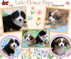 Little Flower Pups (Puppy)