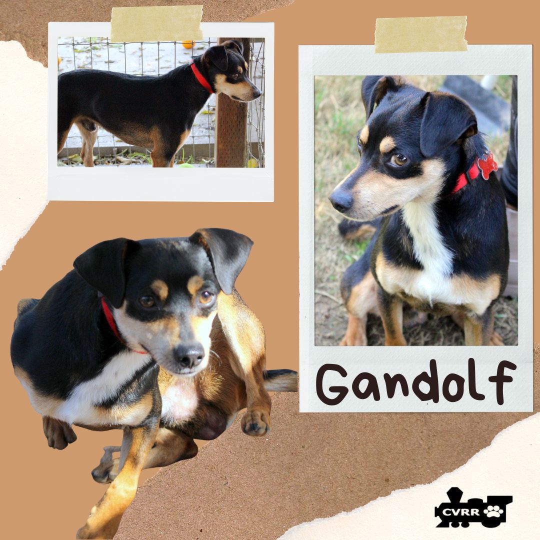 Gandolf Image