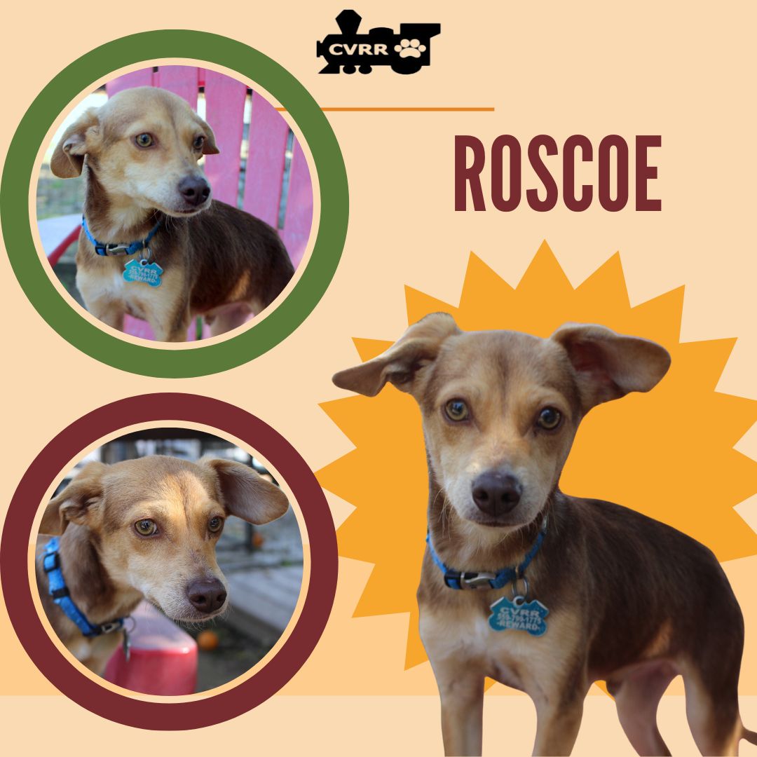 Roscoe Image