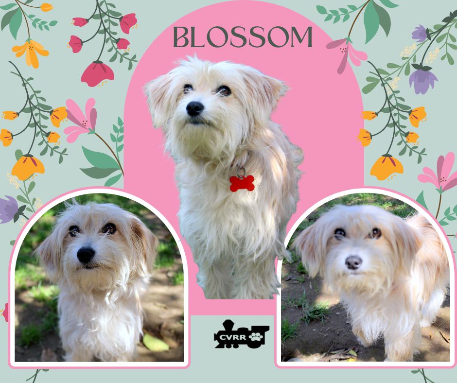 Blossom (Ritzy) Image
