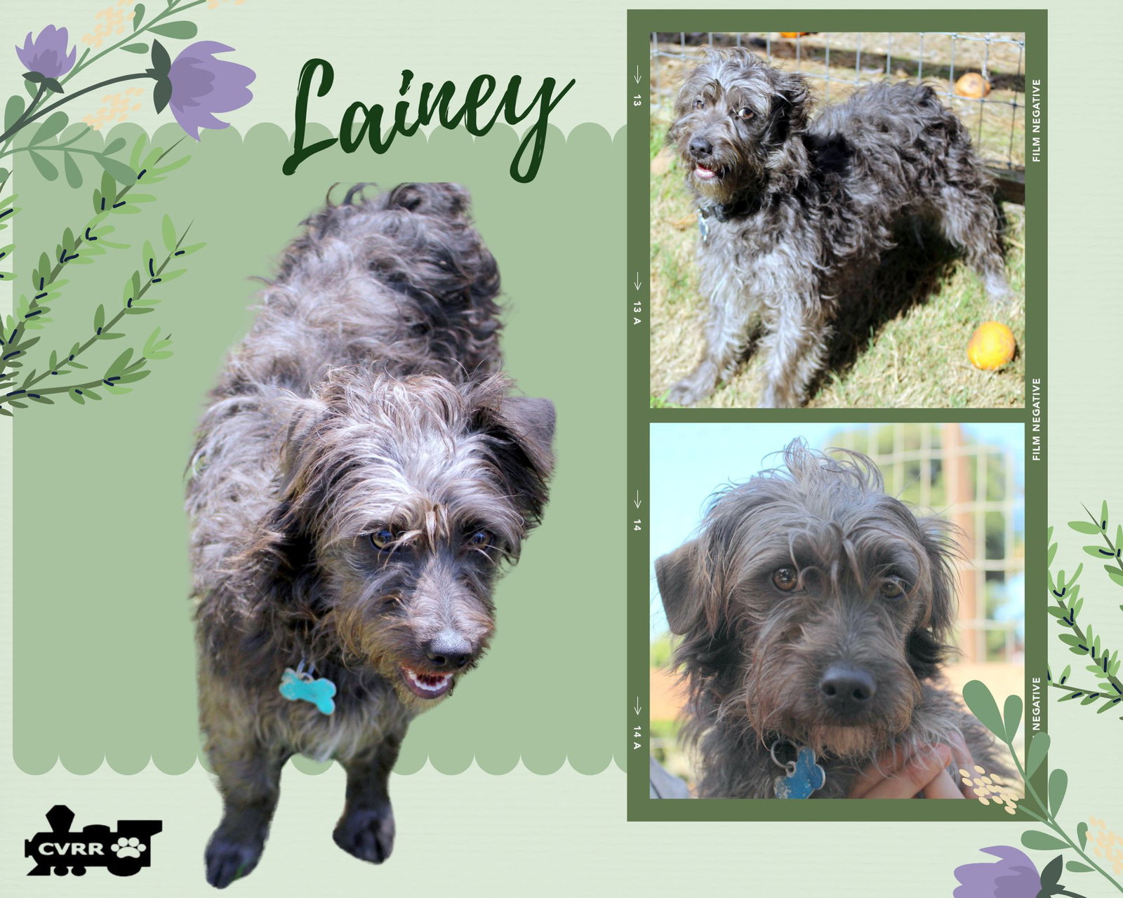Lainey Image