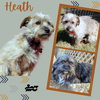Heath