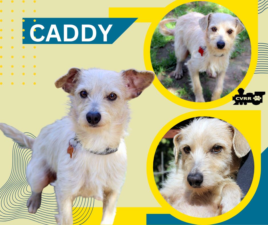 Caddy Image