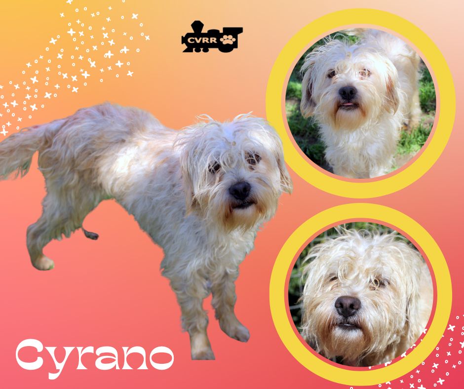 Cyrano Image