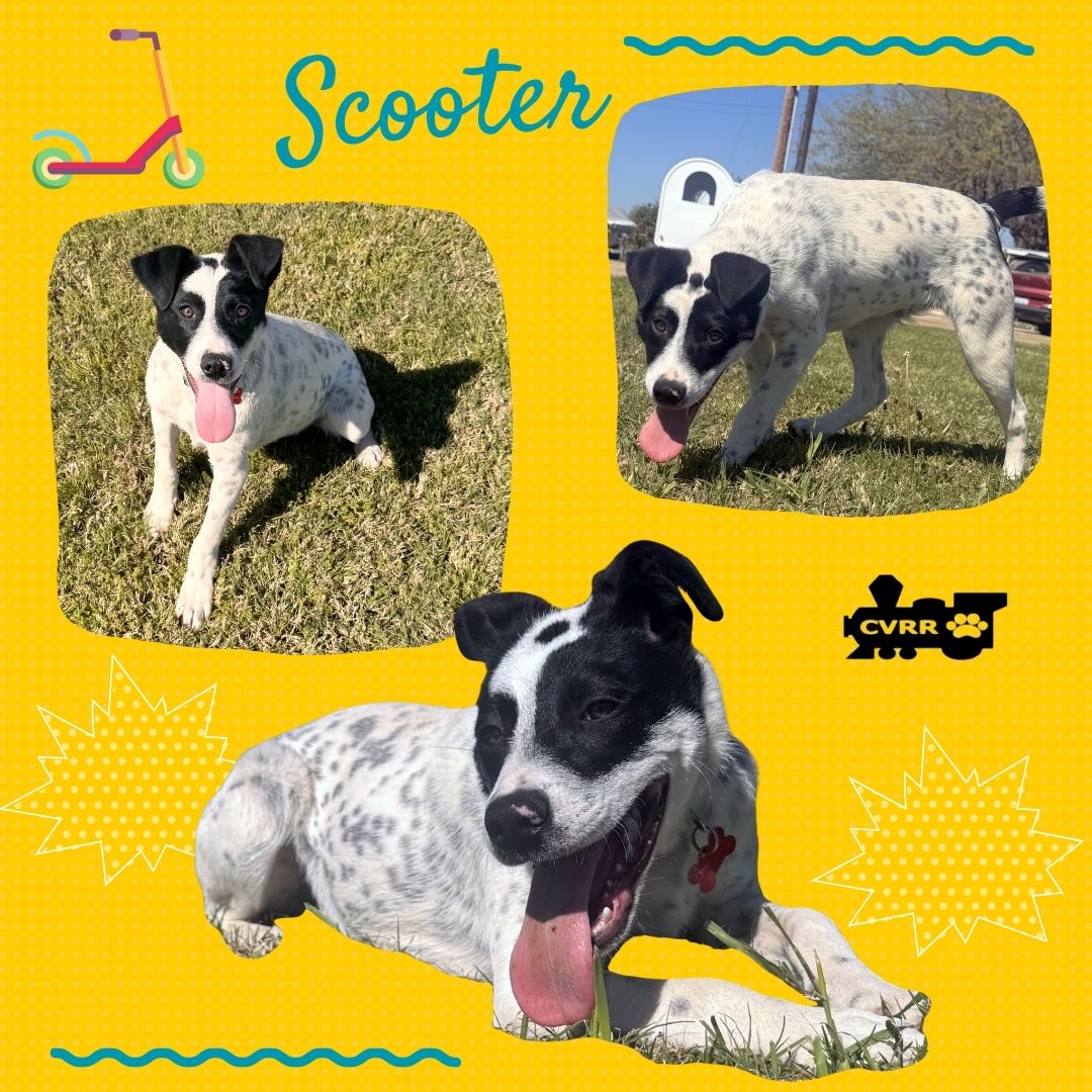 Scooter (Puppy) Image