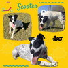 Scooter (Puppy)
