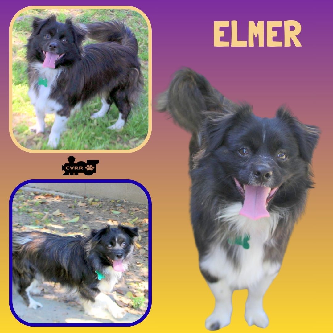 Elmer Image
