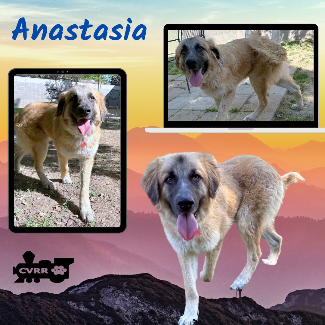 Anastasia Image