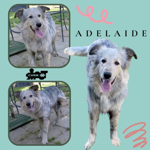 Adelaide Image