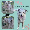 Adelaide