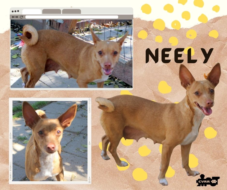 Neely Image