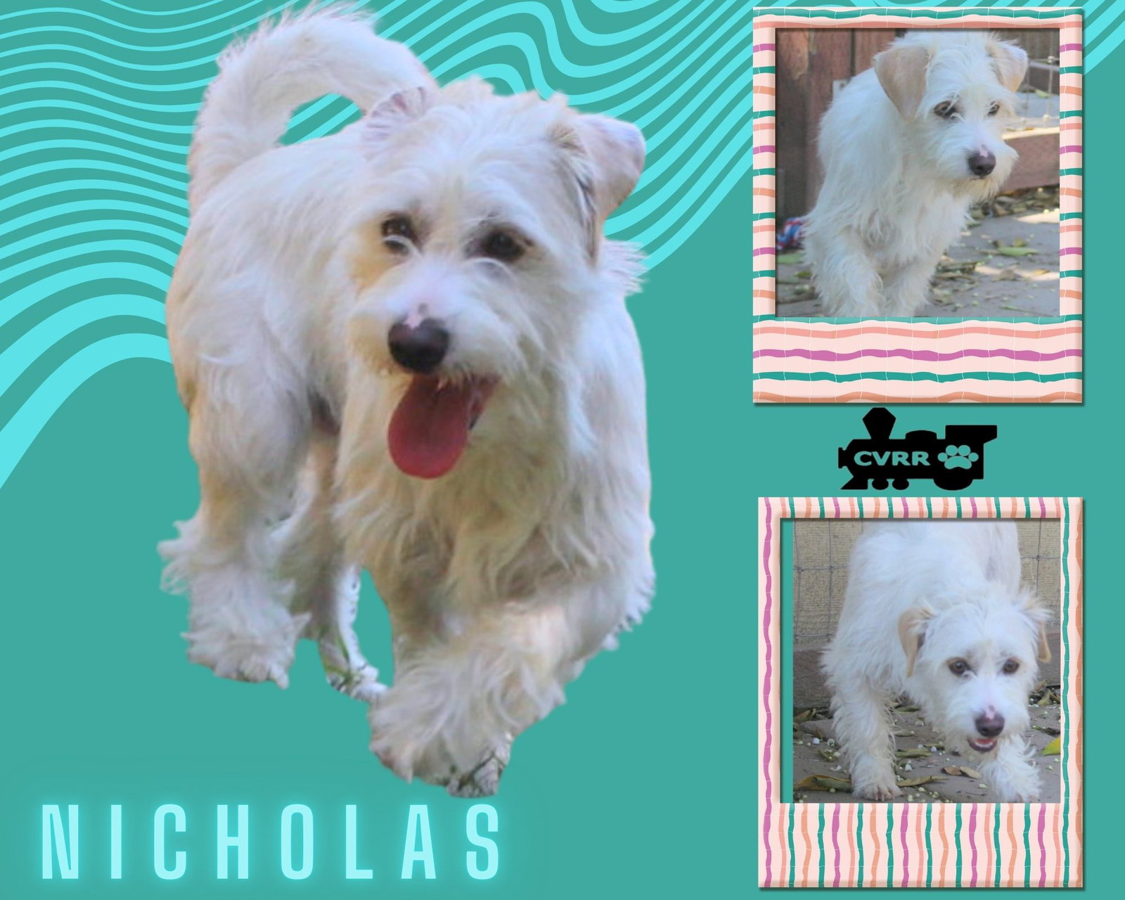 Nicholas Image