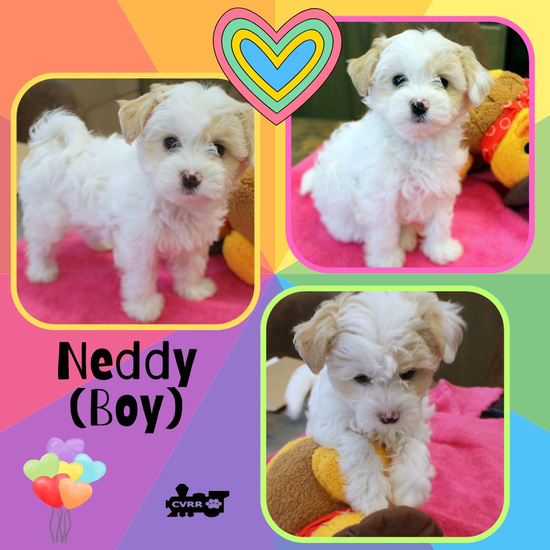 Neddy (Puppy) Image