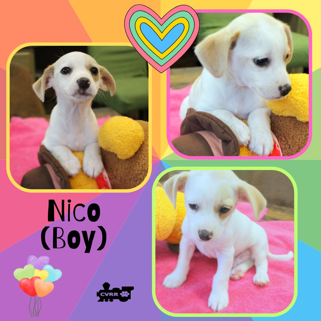 Nico (Puppy) Image