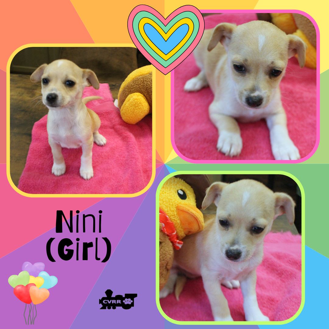 Nini (Puppy) Image