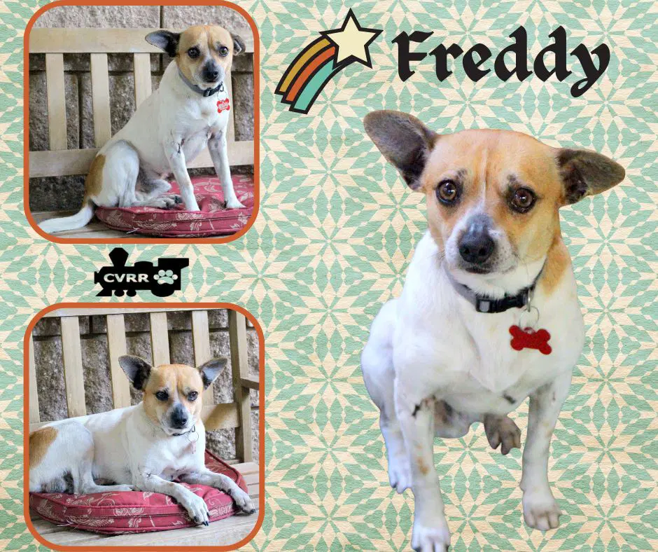 Freddy - Jack Russell Terrier