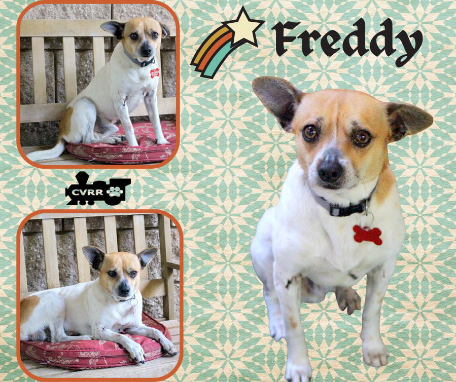 Freddy