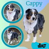 Cappy (Ritzy)