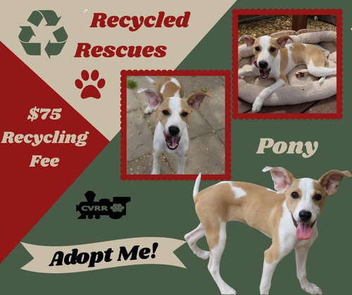 Pony (Recycle)