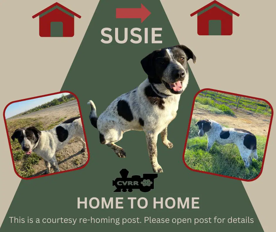 Susie Home To Home - German Shorthaired Pointer