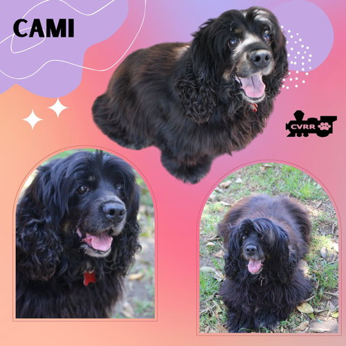 Cami (Ritzy)