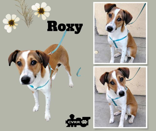 Roxy