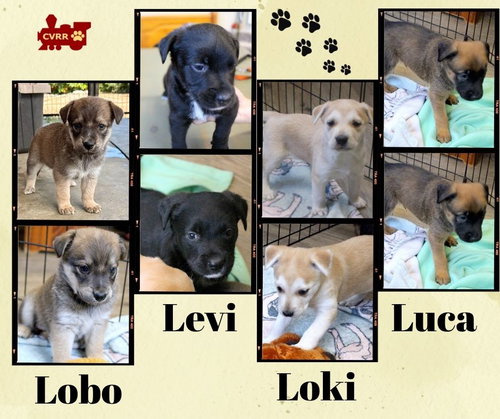 Luca - Levi - Lobo - Loki (Puppy)