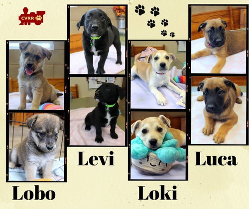 Luca - Levi - Lobo - Loki (Puppy), an adoptable Retriever in Lindsay, CA