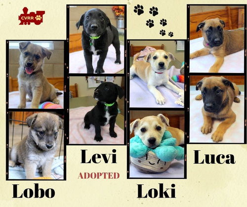 Luca - Lobo - Loki (Puppy), an adoptable Retriever in Lindsay, CA