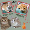 Peaches and Pippin