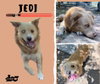 Jedi