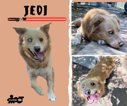 Jedi, an adoptable Australian Shepherd in Lindsay, CA