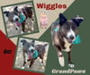 Wiggles (GrandPaws)